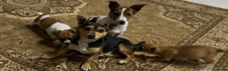 Jack Russell dogs for sale: Jack russel pups  in Darwen - Advert 11