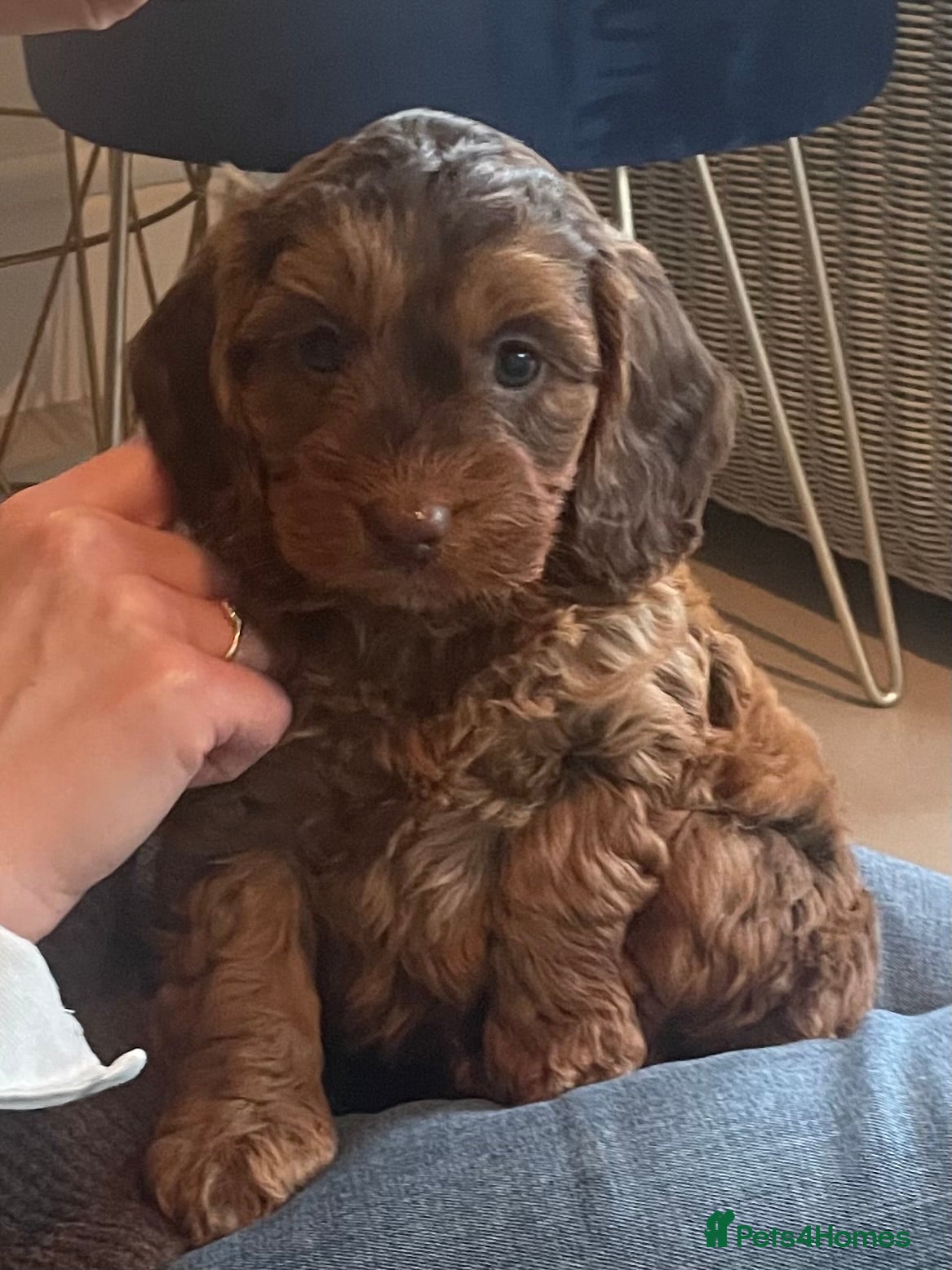 Cockapoo dogs F1 MINIATURE SHOWLINE COCKAPOO PUPPIES - Advert 12