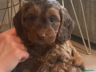 Cockapoo dogs F1 MINIATURE SHOWLINE COCKAPOO PUPPIES - Advert 12