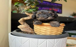 Cavapoochon dogs for sale: Gorgeous Black and Brown Cavapoo Puppies - Image 9