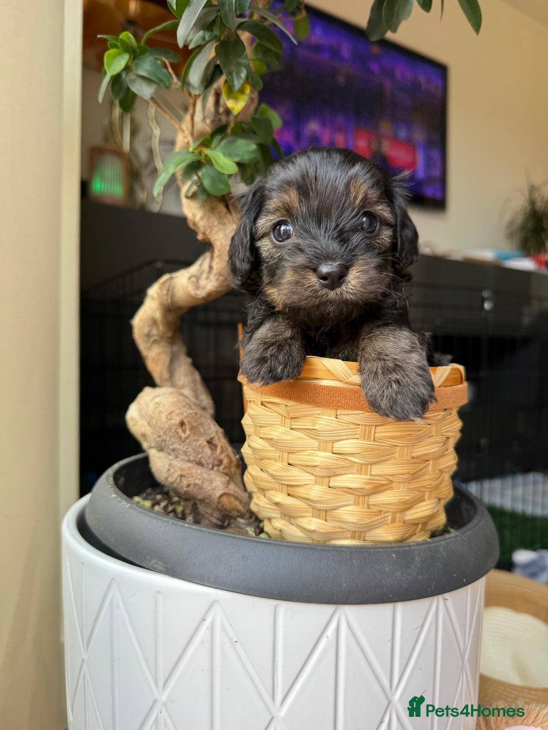 Cavapoochon dogs for sale: Gorgeous Black and Brown Cavapoo Puppies - Image 9