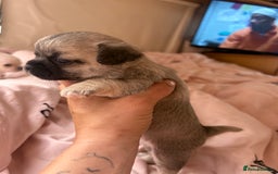Chihuahua dogs for sale: Lovely blue fawn boy - Image 1