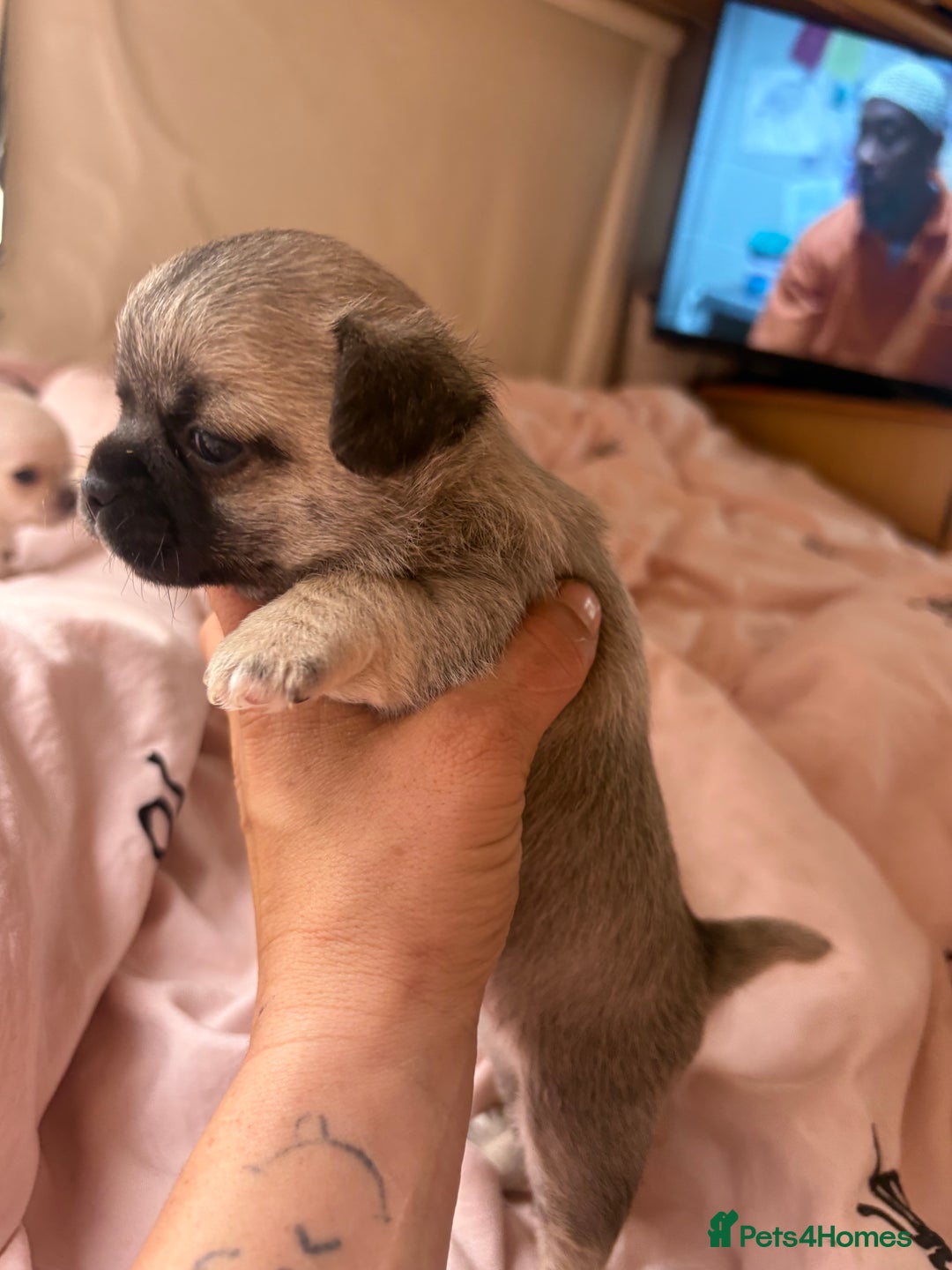 Chihuahua dogs for sale: Lovely blue fawn boy - Image 1