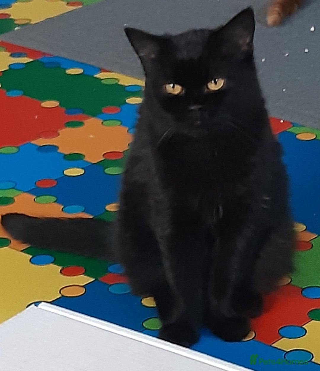 British Shorthair cats for sale: BLACK PEDIGREE BSH - Image 1