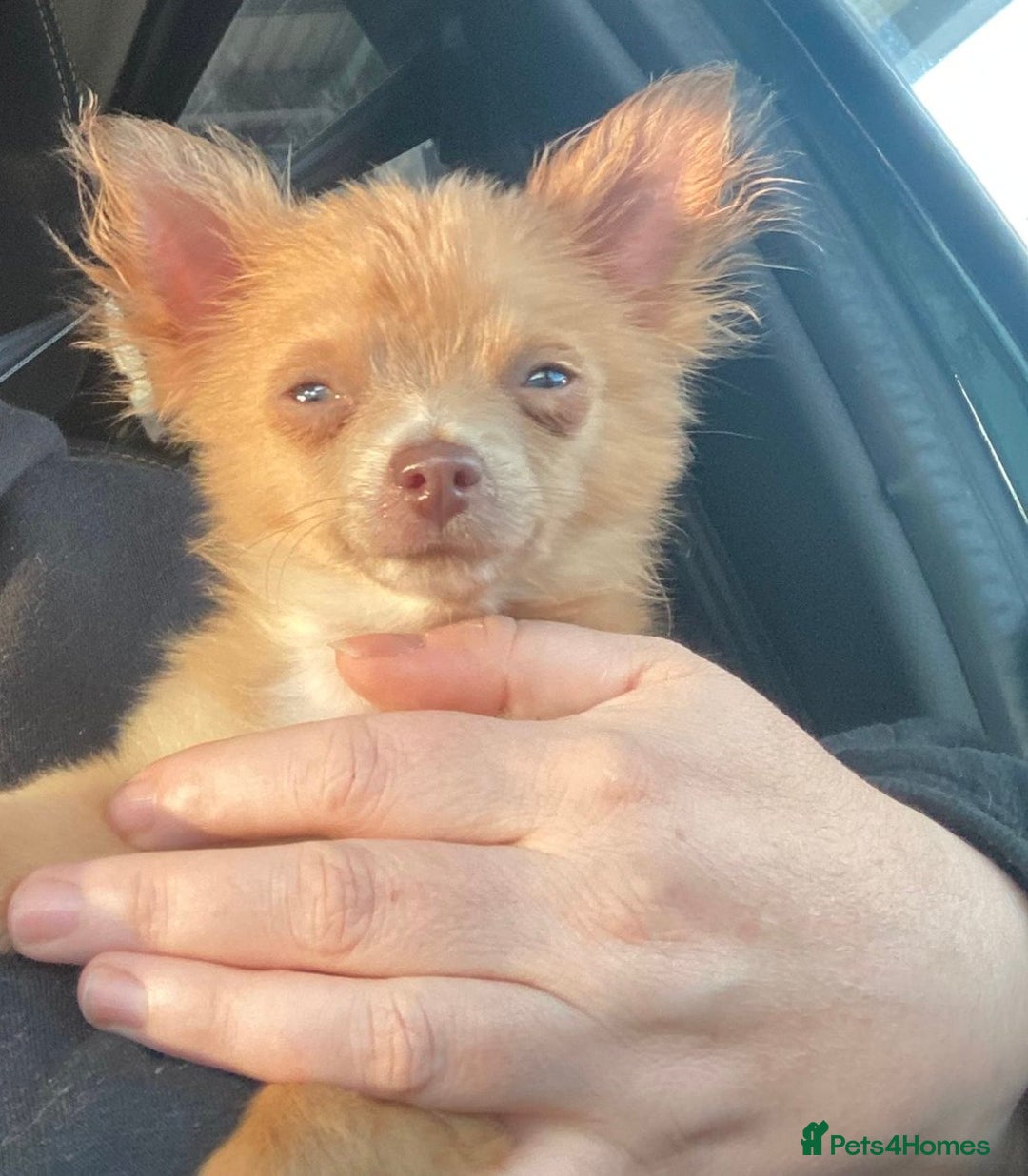 Chihuahua dogs for sale: Male Chihuahua puppy born on 22 April  - Image 4