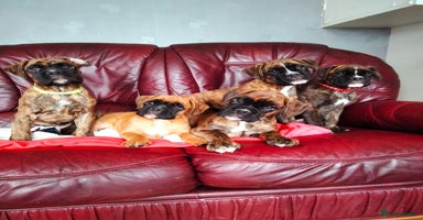 Boxer dogs - Advert 4