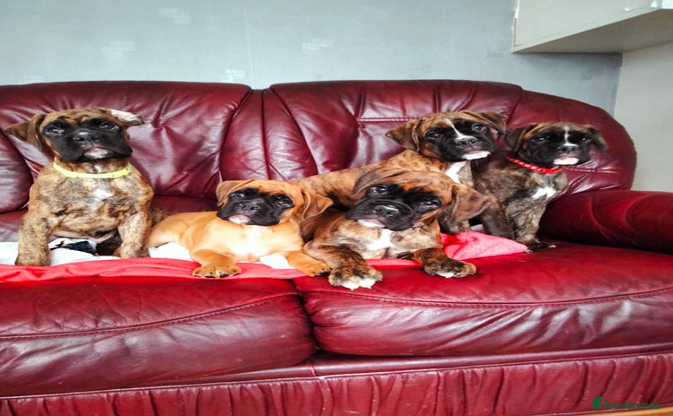 Boxer dogs - Advert 1