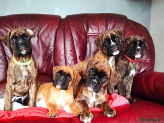 Boxer dogs - Advert 6