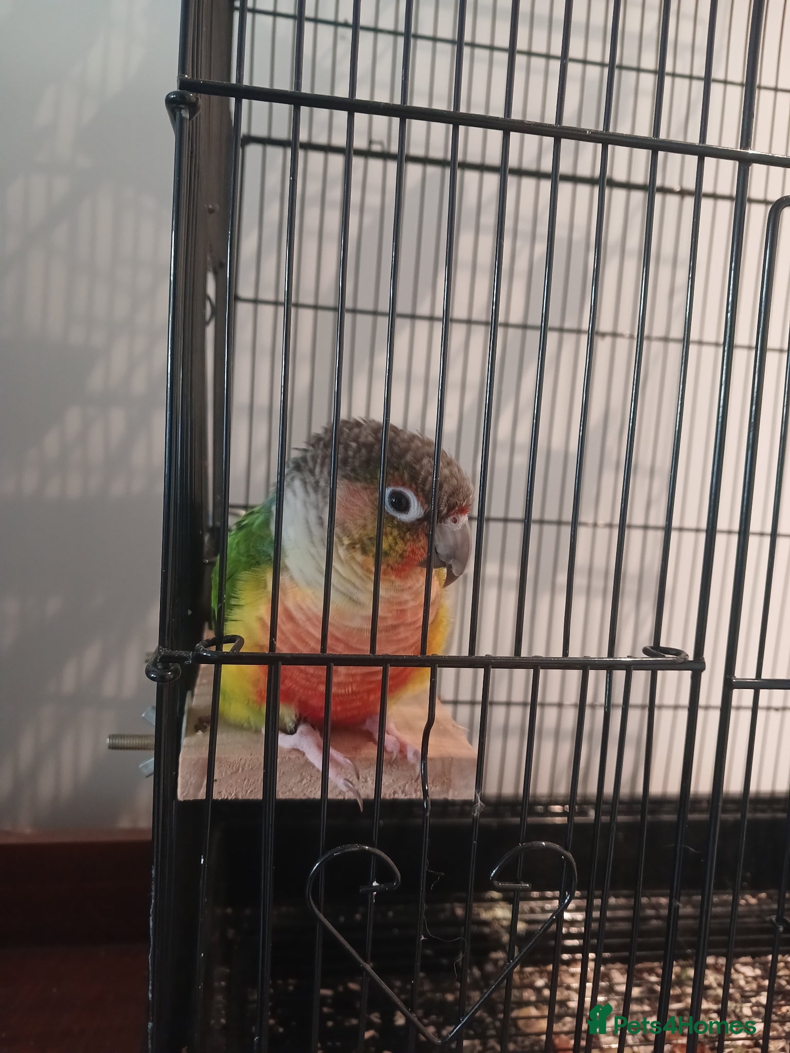 Conures birds for sale: Green cheek conure  in Shipley - Advert 1