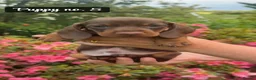 Miniature Dachshund dogs for sale: 🐾 Beautiful Mini Dachshund Puppies 🐾 - Advert 14