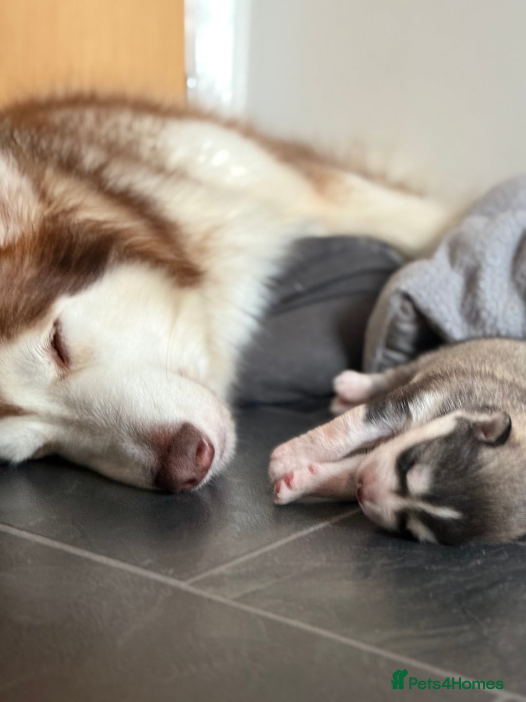 Alaskan Malamute dogs for sale: Gorgeous girl for sale - Advert 4