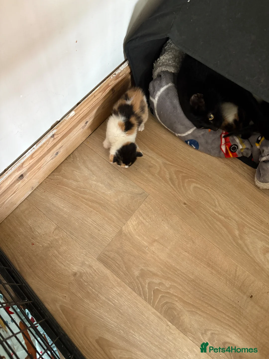Mixed Breed cats for adoption: Last kitten female calico - Advert 4