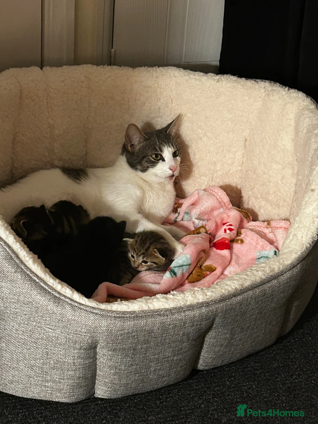 Domestic Shorthair cats for sale: Fluffy kittens for sale - Advert 12