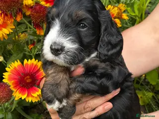 Cockapoo dogs F1 Cockapoo Tricolour Boys for Sale - Advert 3