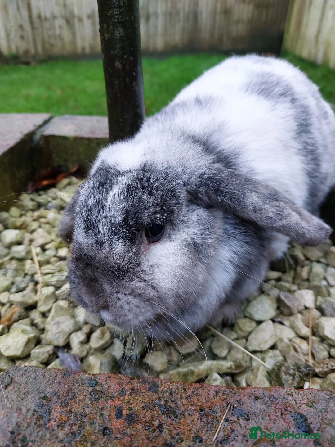 Mini Lop rabbits for sale: Adorable Mini Lop Doe - Advert 4
