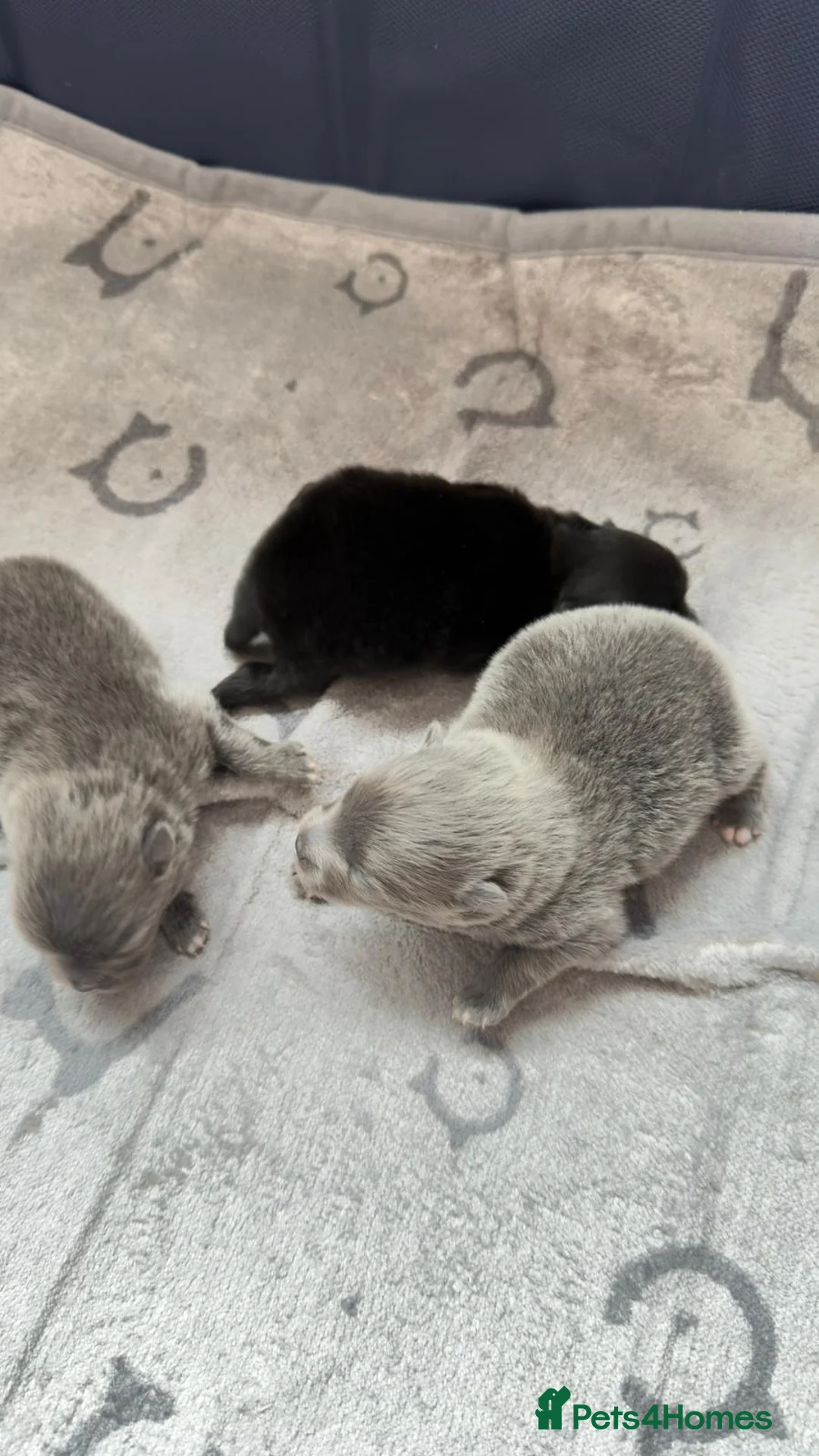 Pomeranian dogs for sale: Beautiful and rare mini Pomeranian puppies   - Advert 2