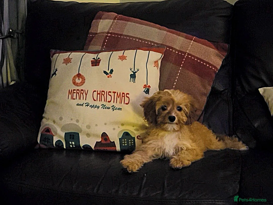 Cavapoo dogs for sale: 🐾Cavapoo: Litter Embark DNA Tested, Sire KC Reg🐾 - Advert 13