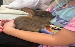Netherland Dwarf rabbits for sale: Baby Netherlands dwarf/dwarf lion heads - Image 7