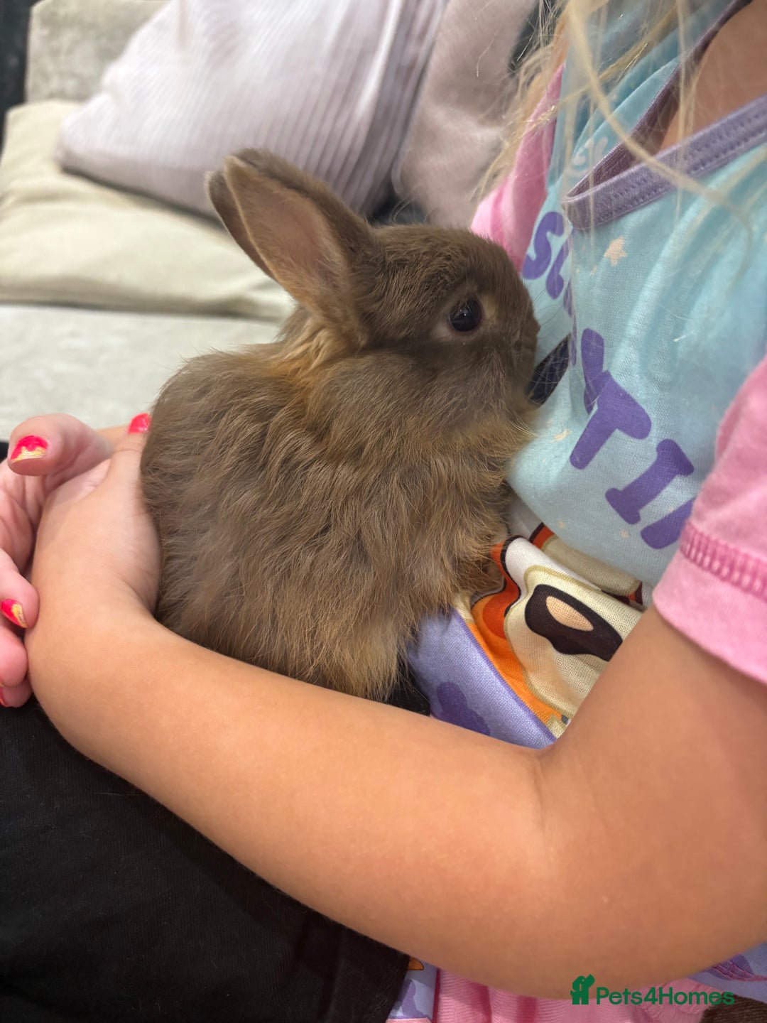 Netherland Dwarf rabbits for sale: Baby Netherlands dwarf/dwarf lion heads - Image 7