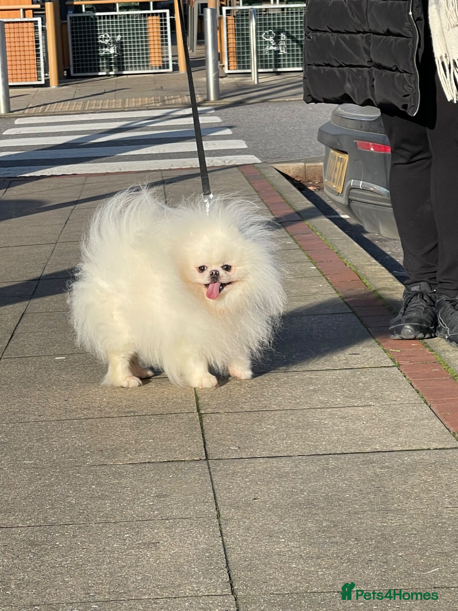 Pomeranian dogs for sale: Xxxx small pure white KC puppies  - Advert 12