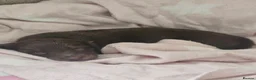 Miniature Dachshund dogs for sale: gorgeous miniature dachshund girls - Advert 12