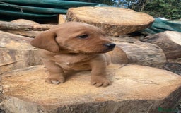 Labrador Retriever dogs for sale: Red labrador puppies - Image 12