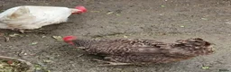 Hens poultry for sale: Backyard chickens - Advert 7
