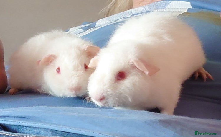 Guinea Pig rodents - Advert 9