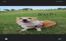 Welsh Corgi Pembroke dogs for sale: pembroke corgi puppy - Image 3