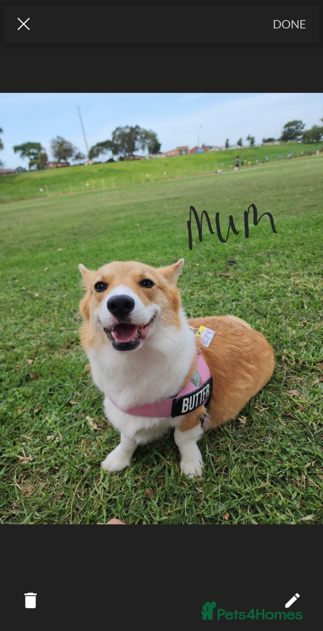 Welsh Corgi Pembroke dogs for sale: pembroke corgi puppy - Image 3