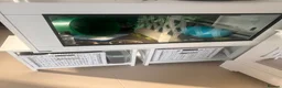 Pygmy Hedgehog rodents for sale: Male African Pygmy hedgehog (set up separate)  - Advert 5