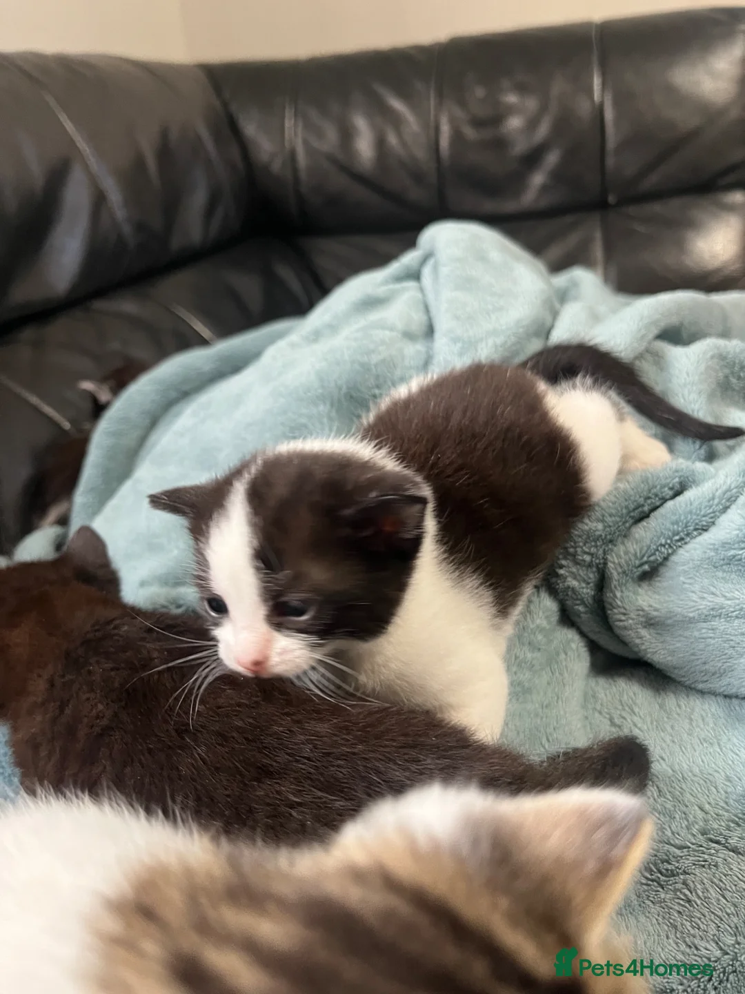 Mixed Breed cats for sale: Kittens tabby and black and white  - Advert 10