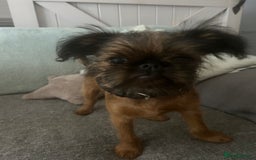 Griffon Bruxellois dogs for sale: Wolfy - Image 1