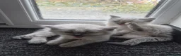 Mixed Breed cats for sale: blue eyed white fluffy cat in Cambridge - Advert 4