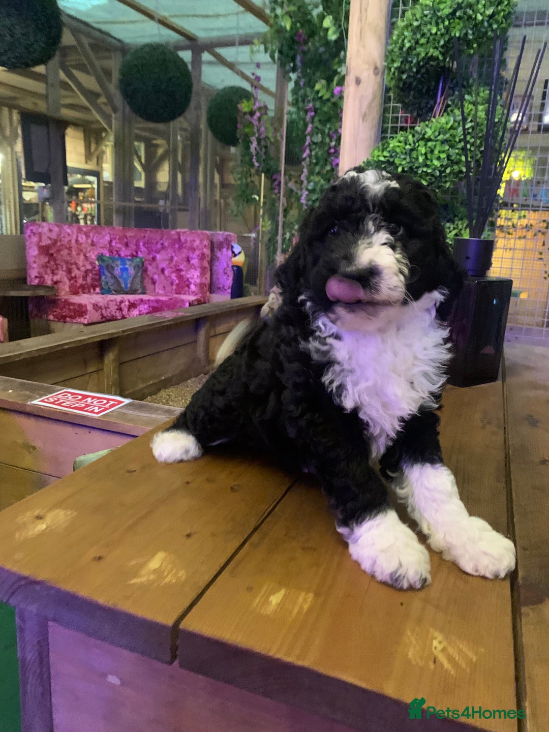 Sheepadoodle dogs for sale: Standard Sheepadoodle READY NOW - Advert 9