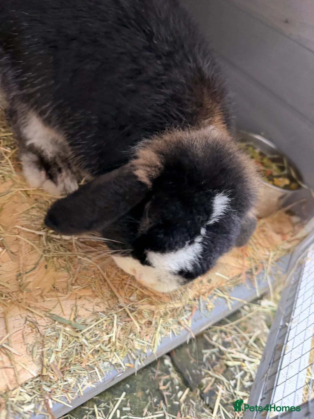 Mini Lop rabbits for sale: Beautiful mini loop in Bradford - Advert 2