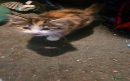 British Shorthair cats for sale: 3 Beautiful marked female kittens  - Advert 6