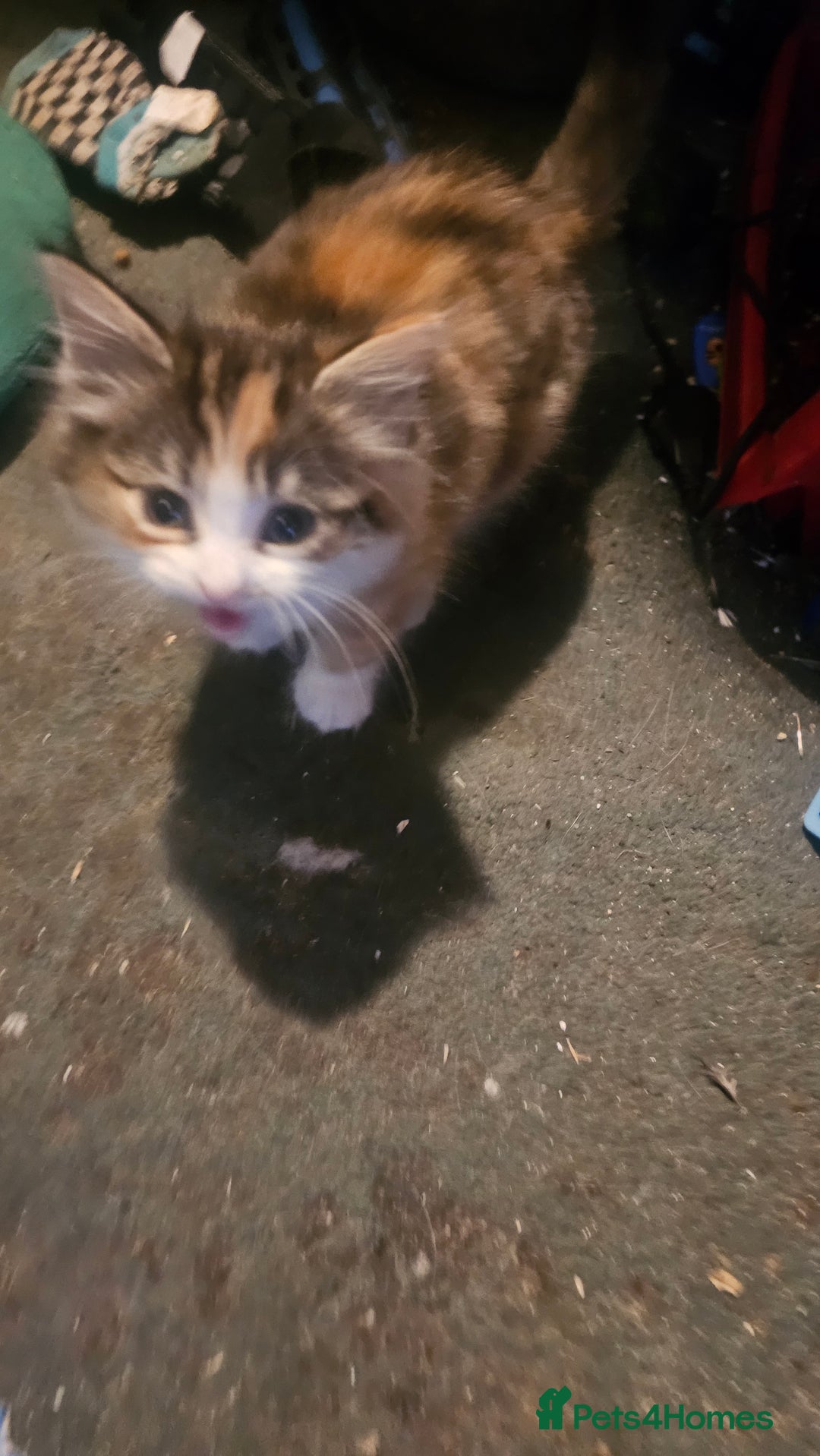 British Shorthair cats for sale: 3 Beautiful marked female kittens  - Advert 6