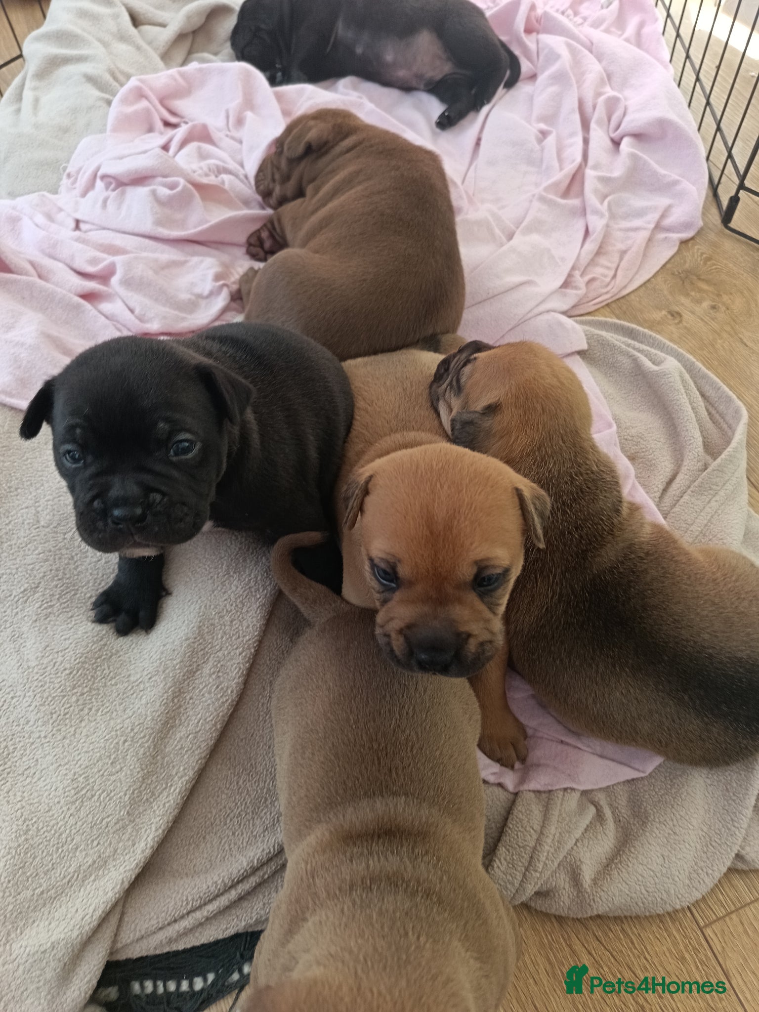 Mixed Breed dogs 6 beautiful Sharpie Frenchie bulldogs  - Advert 18