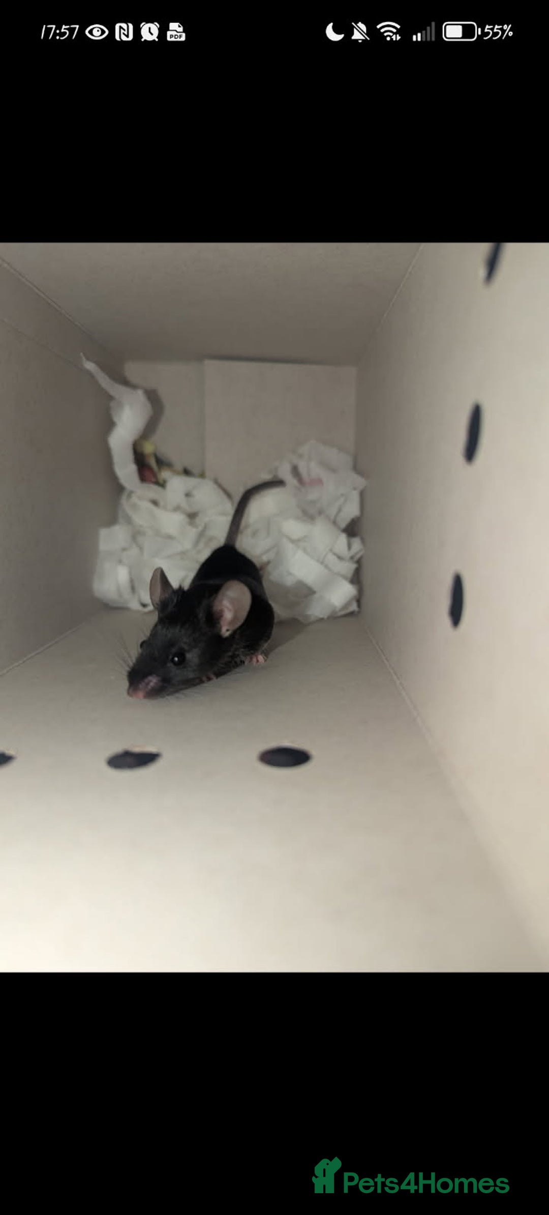 Mouse rodents for sale: All Black Male Mouse FREE TO GOOD HOME - Advert 7