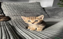 American Bobtail cats for sale: American bobtail / tortoise shell - Image 4