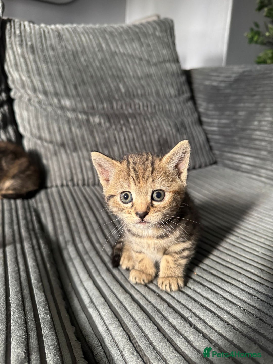 American Bobtail cats for sale: American bobtail / tortoise shell - Image 4