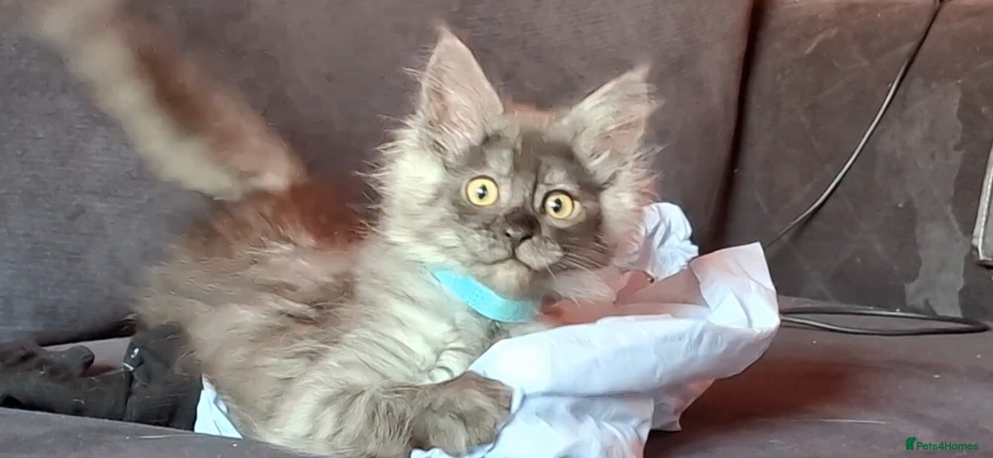 Maine Coon cats Pedigree Maine Coon kittens in Manchester - Advert 2
