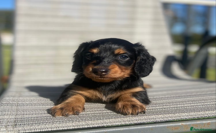 Dachshund dogs - Advert 5