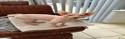 Sphynx cats for sale: Male stud for sale - Advert 3