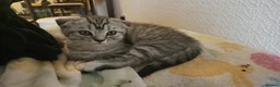 Scottish Fold cats for sale: Ready to rehome schottish fold kittens - Advert 7