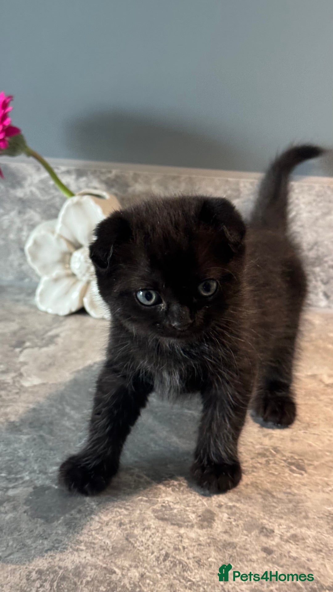 British Shorthair cats for sale: 🐾✨ READY for Their Forever Home ✨🐾 - Image 24