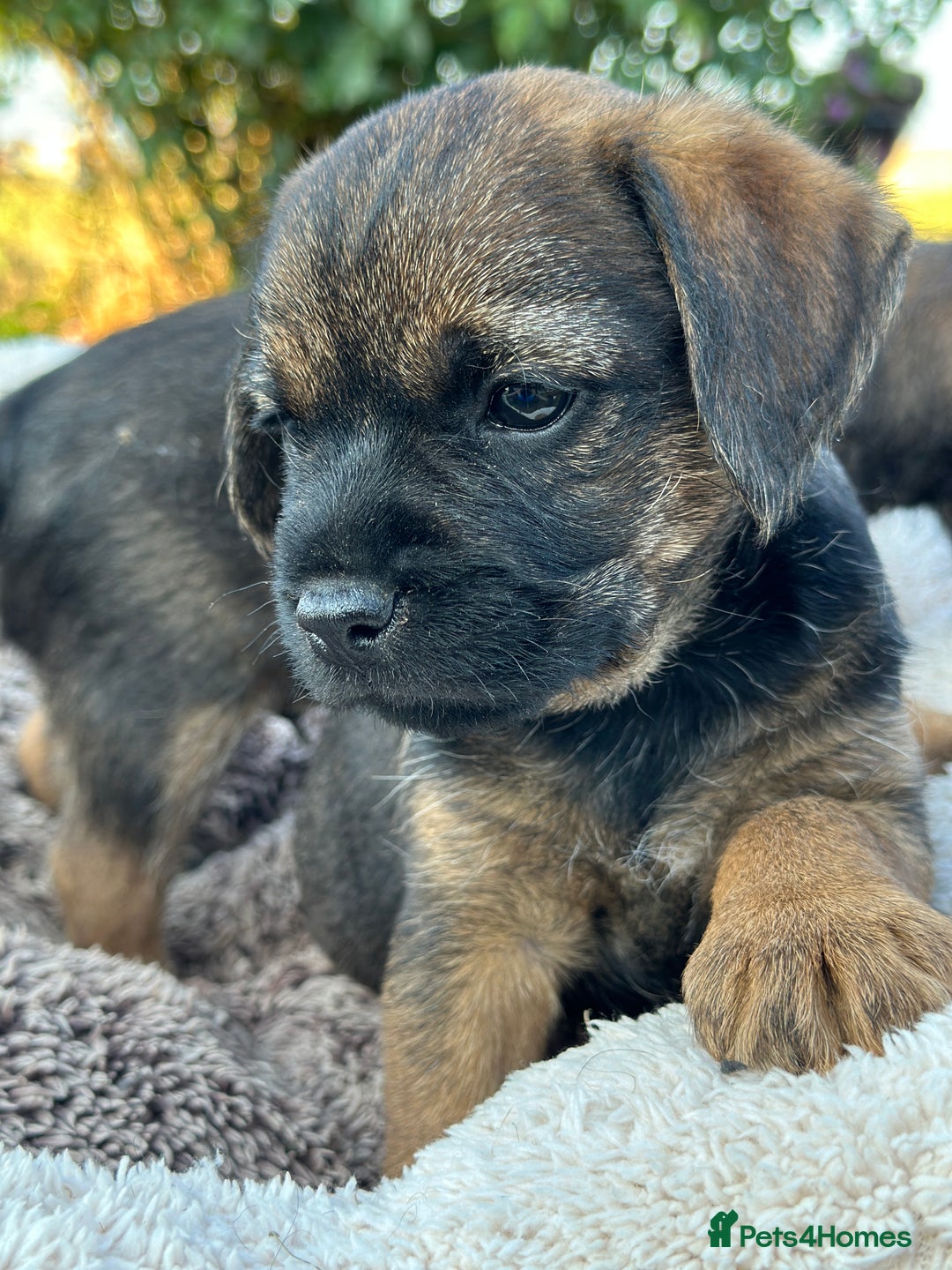 Border Terrier dogs for sale: KC Border Terrier  - Image 10