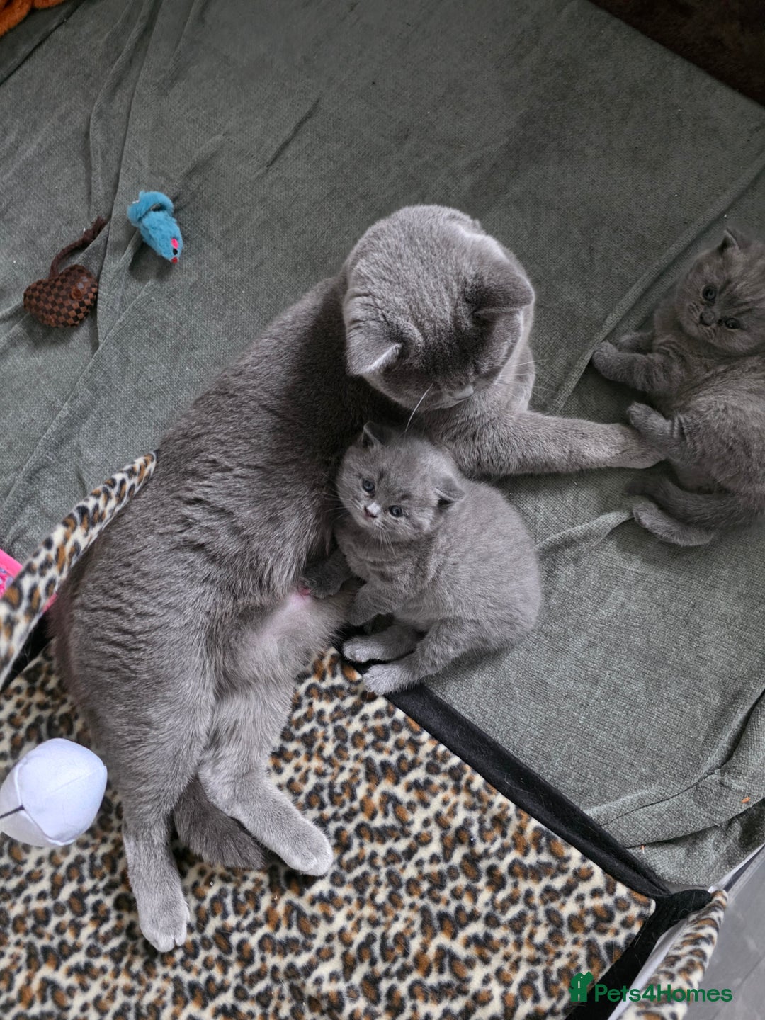 British Shorthair cats for sale:  GCCF British Shorthair - Champion Bloodlines  - Advert 5