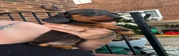 Dachshund dogs for sale: Stunning dachshund babies  - Advert 15